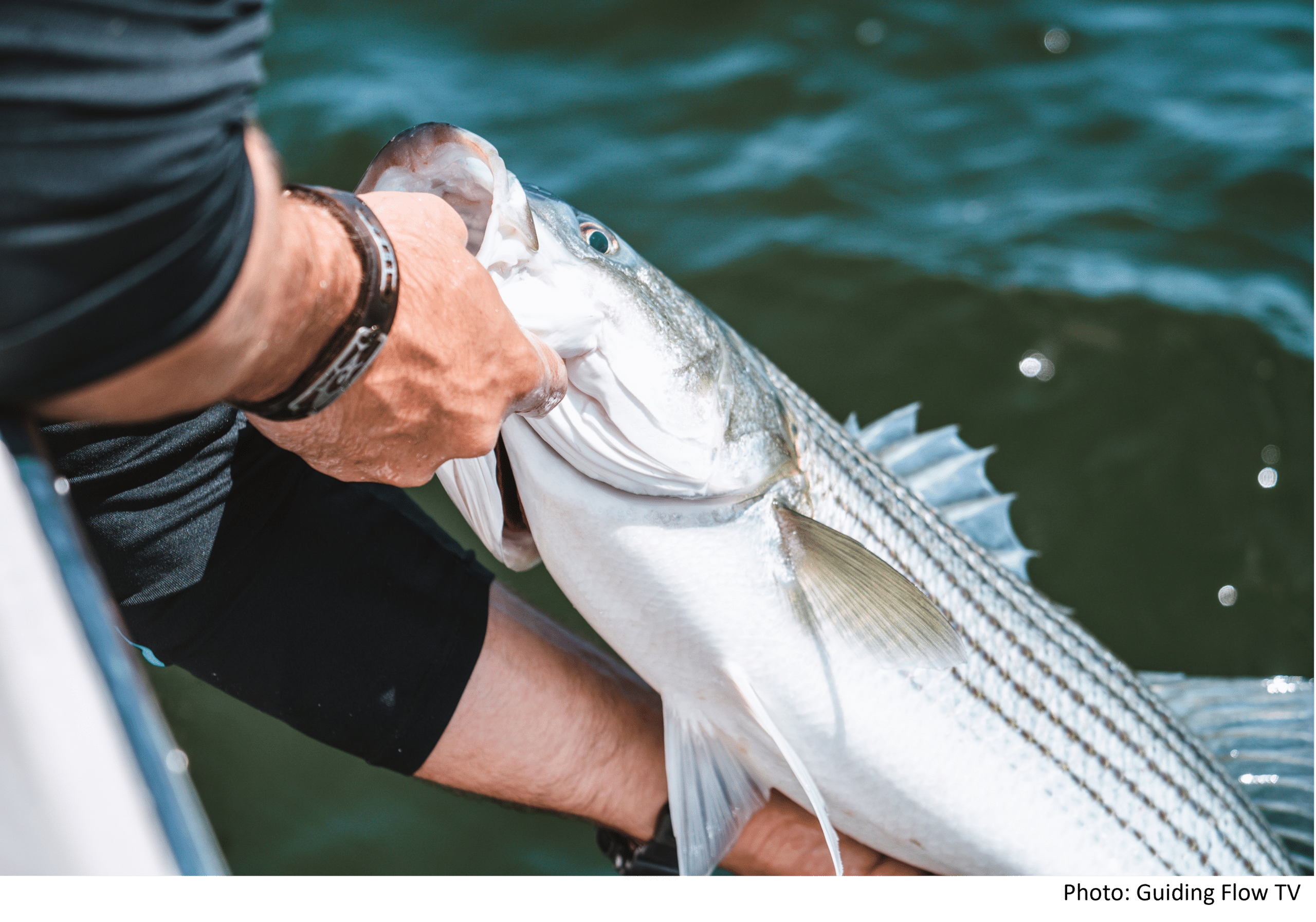 Is A Recreational Striped Bass Moratorium Really Being Considered ...