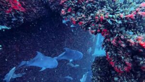 Underwater, the steel monopile of Dominion Energy's first two Virginia offshore wind turbines has turned into a sort of artificial reef habitat.