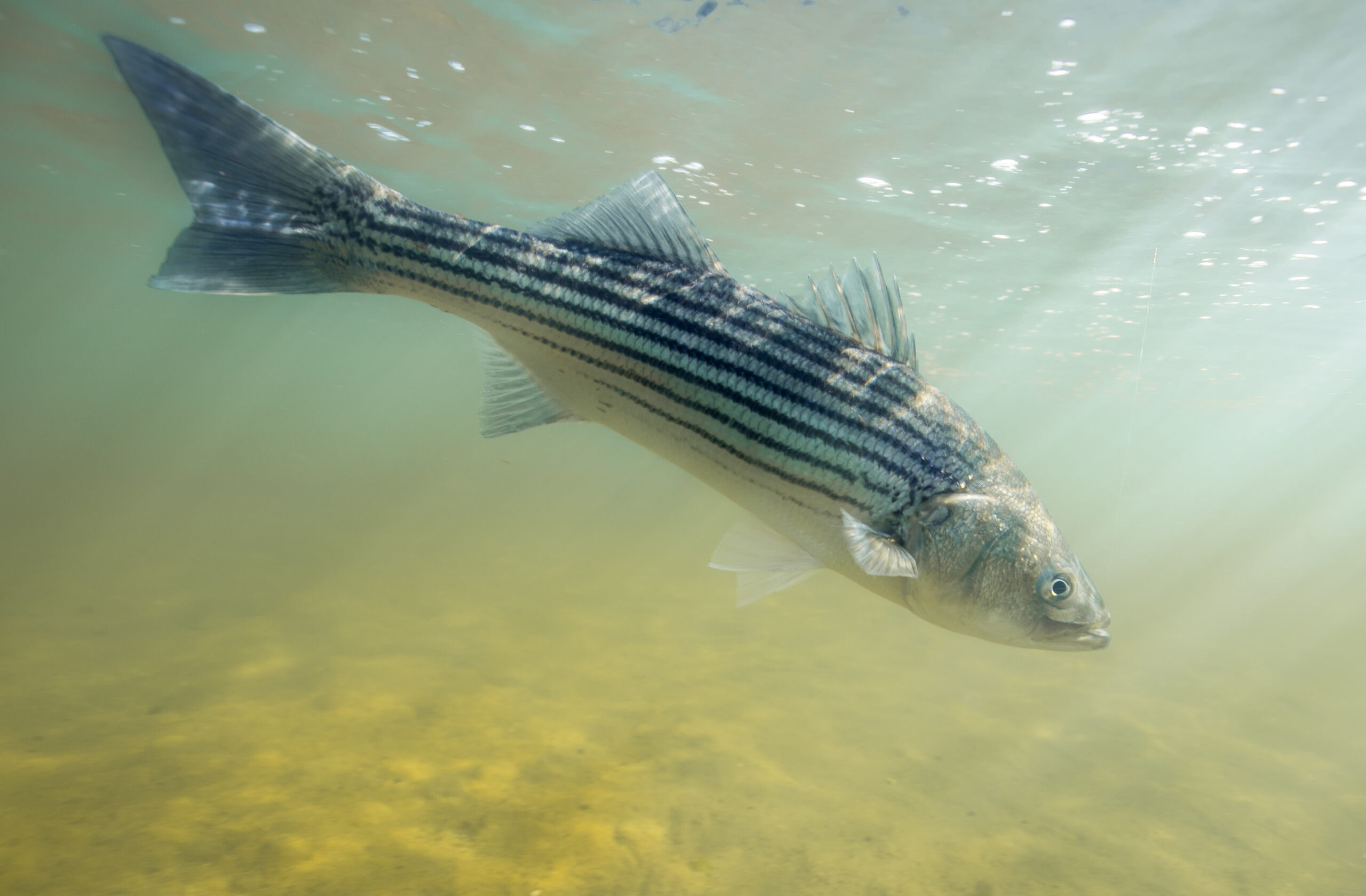 Striped Bass Underwater